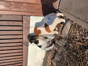 Foxterrier cu păr neted  - imagine 3