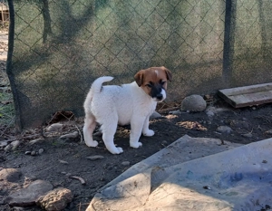 Foxterrier cu păr neted  - imagine 2