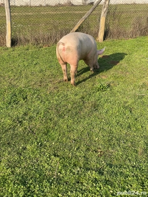 porc 170.  - imagine 2
