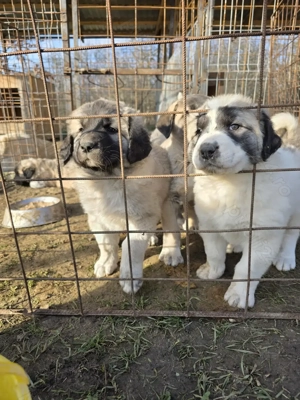 Pui de vanzare metis kangal cu ciobanesc