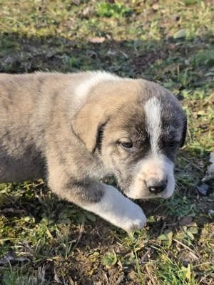 Pui de vanzare pt cadou Craciun - metis asia centrala cu kangal - imagine 2