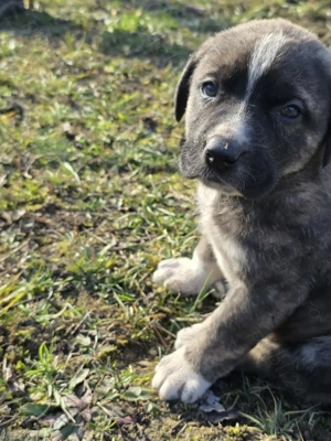 Pui de vanzare pt cadou Craciun - metis asia centrala cu kangal - imagine 3