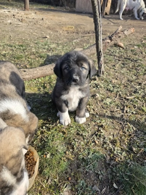 Pui de vanzare pt cadou Craciun - metis asia centrala cu kangal - imagine 4