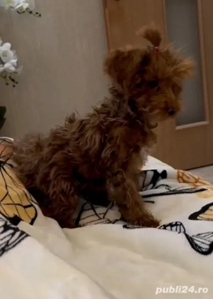 Baietel pudel miniatur - imagine 2