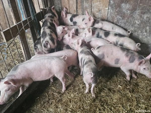 vând 20 purcei de 12 săptămâni rasa de calitate petran de carne  - imagine 4