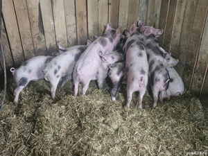 vând 20 purcei de 12 săptămâni rasa de calitate petran de carne  - imagine 5
