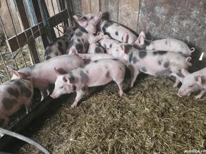 vând 20 purcei de 12 săptămâni rasa de calitate petran de carne 