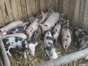 vând 20 purcei de 12 săptămâni rasa de calitate petran de carne  - imagine 3