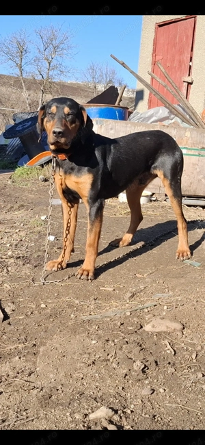 Copoi ardelenesc disponibil - imagine 2