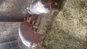 Vand doi porci pietrean incrucisat cu landras - imagine 5