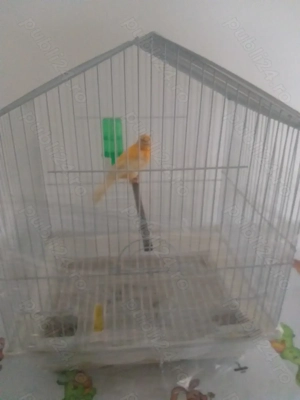 Vand canar cu colivie