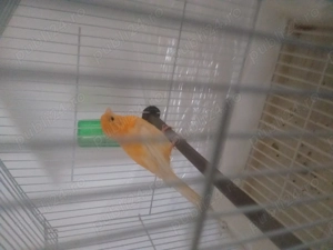 Vand canar cu colivie - imagine 2