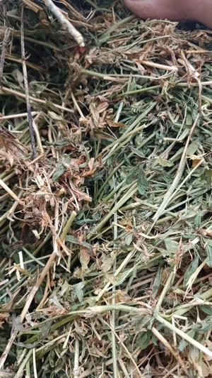 Baloti de lucernă 2025