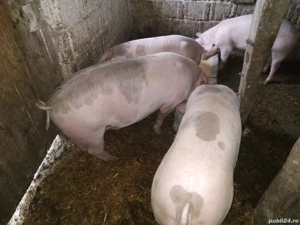 vand porcii + - imagine 4