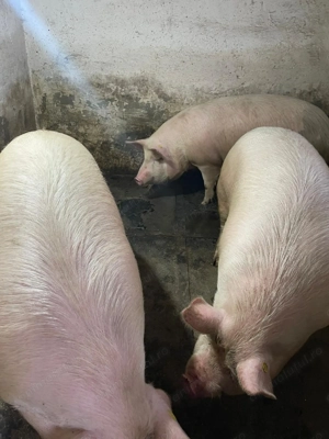 Vand porci de carne 130-150kg Ultimele 2 bucăți. crescuți în gospodărie proprie, pret negociabil!