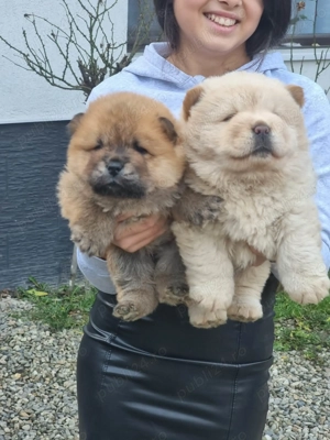 Pui chow chow  - imagine 2