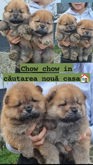 Pui chow chow  - imagine 3