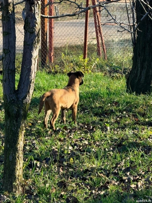 Pui cățel malinois, ciobănesc belgian - imagine 3