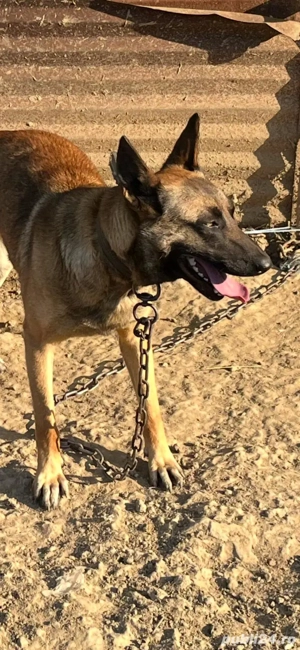 Pui cățel malinois, ciobănesc belgian - imagine 4