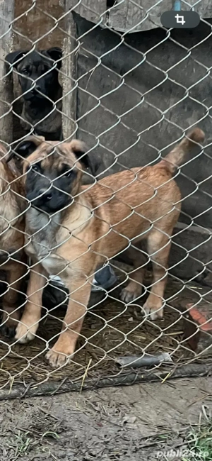 Pui cățel malinois, ciobănesc belgian - imagine 2