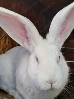 Iepurii uriaş german  Gri şi Albi  - imagine 5