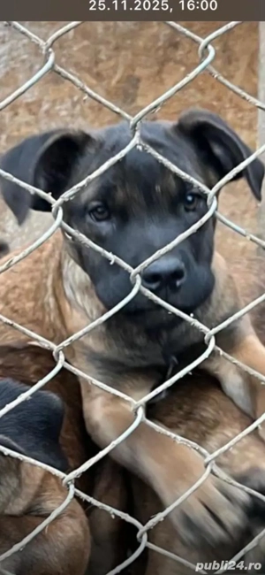 Pui cățel malinois, ciobănesc belgian - imagine 5