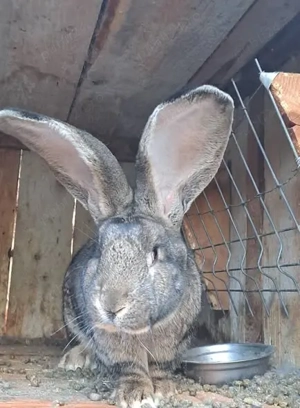 Iepurii uriaş german  Gri şi Albi  - imagine 3