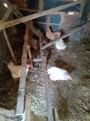 Vând găinii de casă preț 75 buc - imagine 2