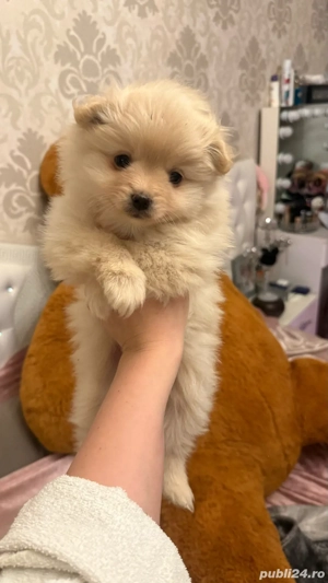Pomeranian Minitoy femela   - imagine 2