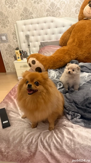 Pomeranian Minitoy femela   - imagine 3