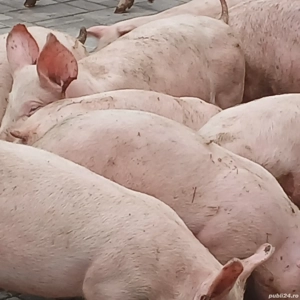 soldani pik original  - imagine 5