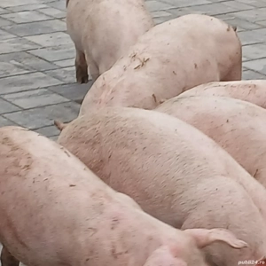 soldani pik original  - imagine 4