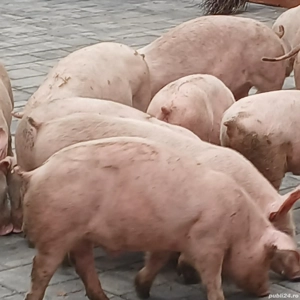 soldani pik original  - imagine 3