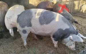 Vând Porci pentru sacrificat 