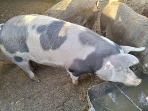 Vând Porci pentru sacrificat  - imagine 2