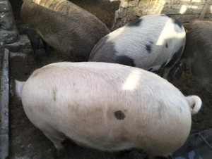 Vând Porci pentru sacrificat  - imagine 3