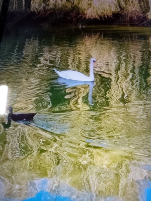 Marius pentru Doamne și Domnișoare tânăr 34 de ani din Iași ofer placeri la domiciliul meu 