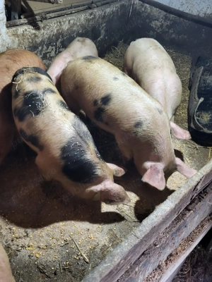 Purcei de 80-100 kg de vanzare