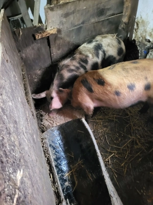 Vindem si pregatim porci in viu sau taiati 80-100 kg sau mai mari 16 lei - imagine 4