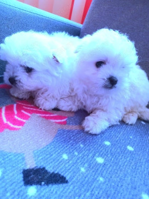 Cățeluși, bisoni maltez ,de vanzare - imagine 2