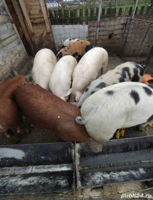 vand porc  - imagine 2