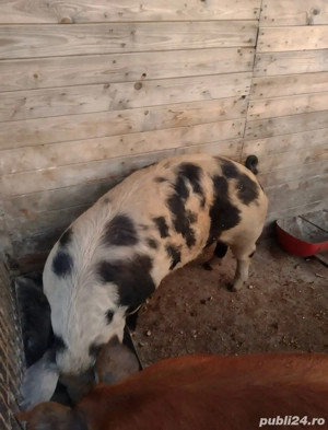 vand porc  - imagine 3