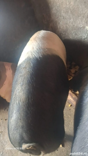 porc de vanzare 90-110kg