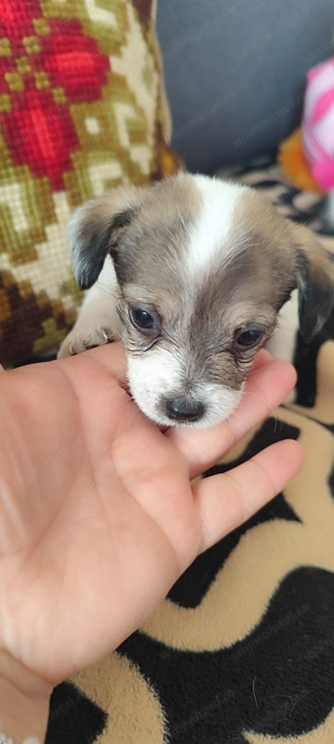 Donez 5 fetițe de talie mica!  - imagine 2