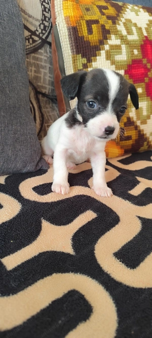 Donez 5 fetițe de talie mica!  - imagine 3