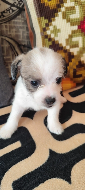 Donez 5 fetițe de talie mica!  - imagine 5