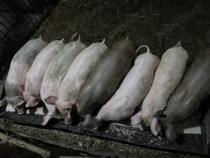 Purcei de vanzare  - imagine 2