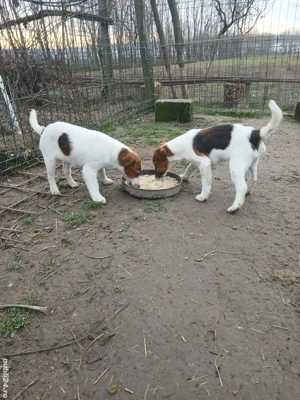 Două fete de Fox Terrier Smoth Disponibili Carnet de sănătate cip deparazitate corespunzător 2vaccin - imagine 2