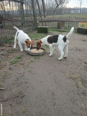 Două fete de Fox Terrier Smoth Disponibili Carnet de sănătate cip deparazitate corespunzător 2vaccin - imagine 3