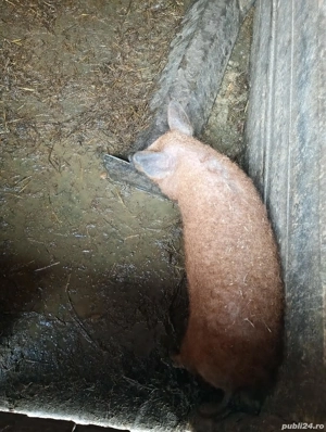 Vând grăsun mangalița! - imagine 3